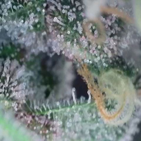 Original Jack Herer Auto  growlog timeline photo