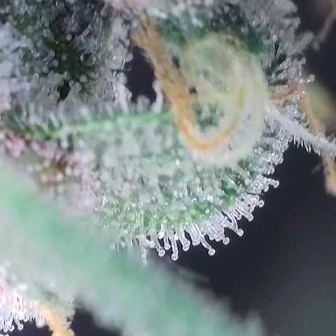 Original Jack Herer Auto  growlog timeline photo