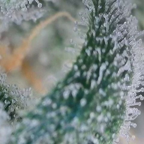 Original Jack Herer Auto  growlog timeline photo
