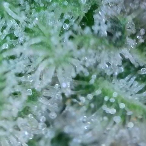Trainwreck Auto growlog timeline photo
