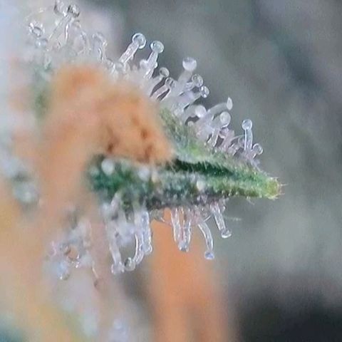 Trainwreck Auto growlog timeline photo