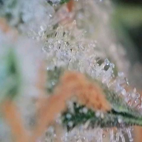Trainwreck Auto growlog timeline photo