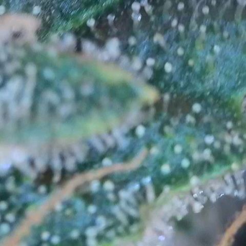 Trainwreck Auto growlog timeline photo