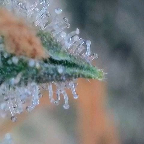 Trainwreck Auto growlog timeline photo