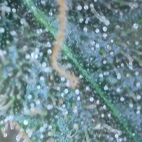 Trainwreck Auto growlog timeline photo
