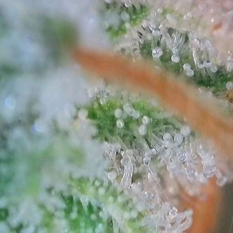Trainwreck Auto growlog timeline photo