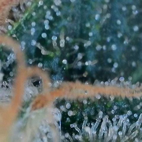 Trainwreck Auto growlog timeline photo