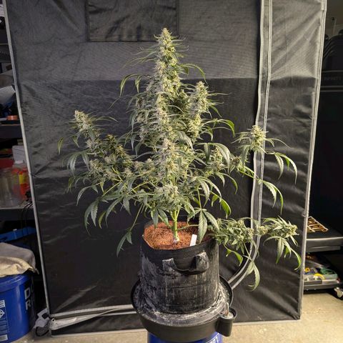 Powndtown growlog timeline photo