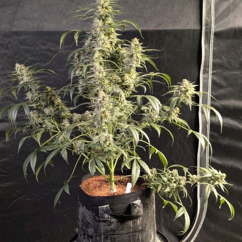 Powndtown growlog timeline photo