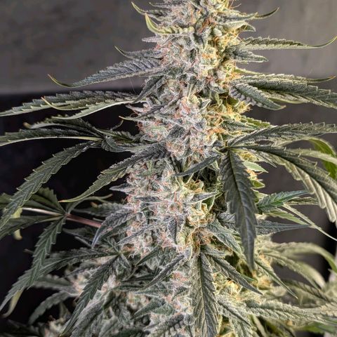 Powndtown growlog timeline photo