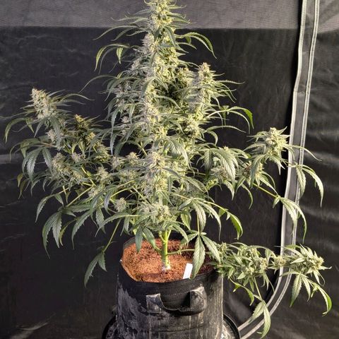 Powndtown growlog timeline photo