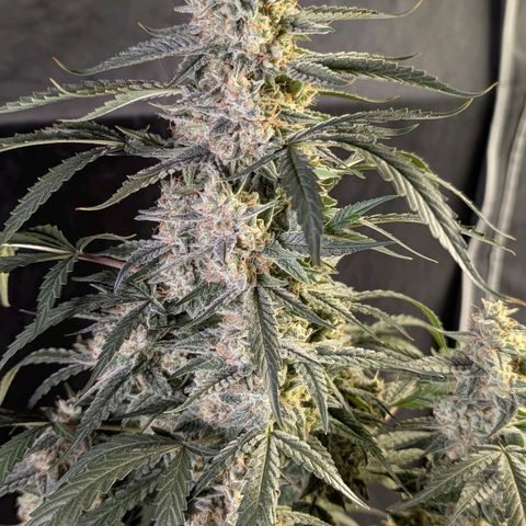 Powndtown growlog timeline photo