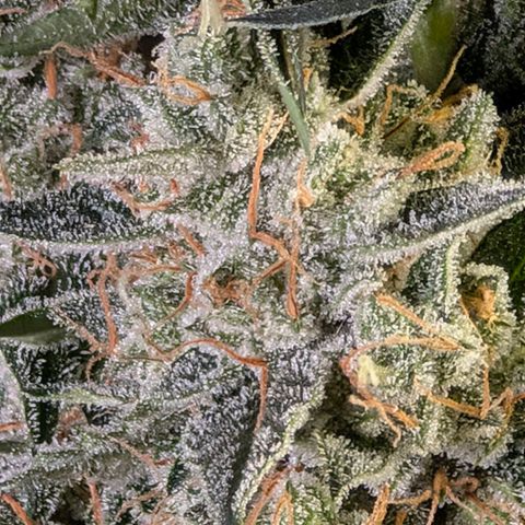 Powndtown growlog timeline photo