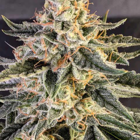 Powndtown growlog timeline photo