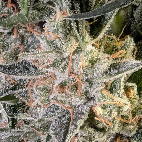 Powndtown growlog timeline photo