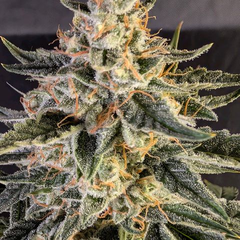 Powndtown growlog timeline photo