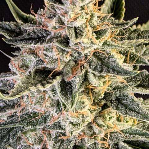Powndtown growlog timeline photo