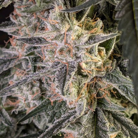 Powndtown growlog timeline photo