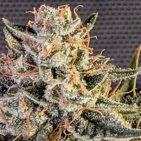 Powndtown growlog timeline photo