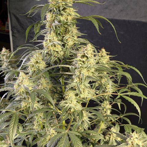 Powndtown growlog timeline photo