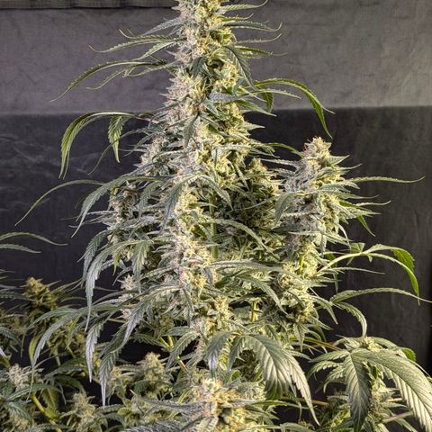 Powndtown growlog timeline photo