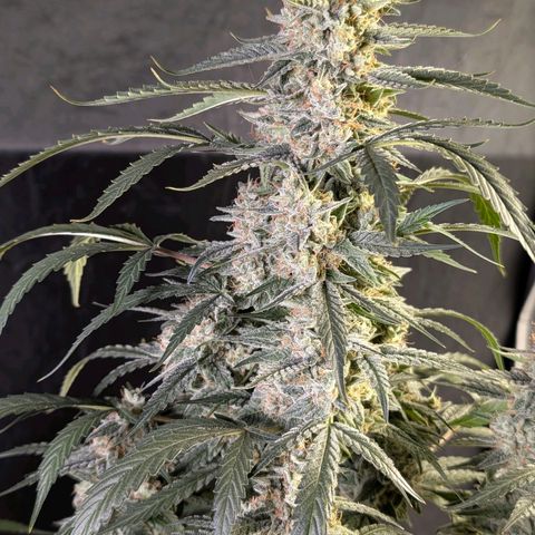 Powndtown growlog timeline photo