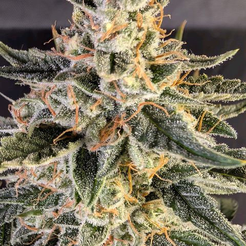 Powndtown growlog timeline photo