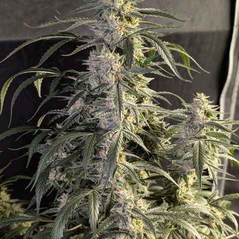 Powndtown growlog timeline photo