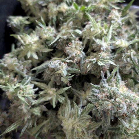 Wedding Cake Auto  growlog timeline photo
