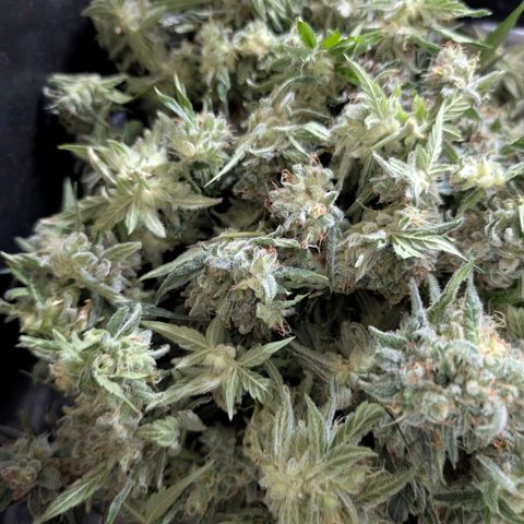 Wedding Cake Auto  growlog timeline photo