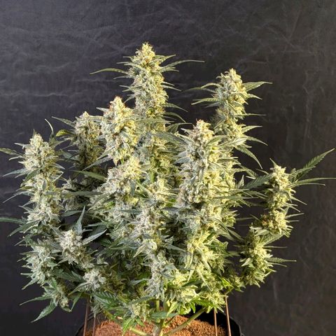 Wedding Cake Auto  growlog timeline photo