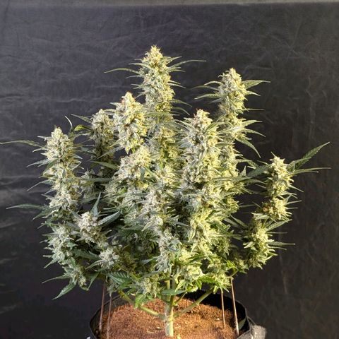 Wedding Cake Auto  growlog timeline photo