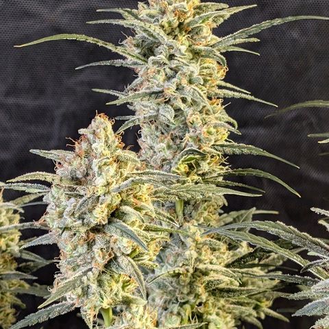 Wedding Cake Auto  growlog timeline photo