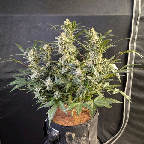 Wedding Cake Auto  growlog timeline photo