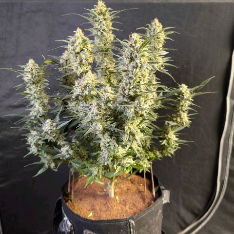 Wedding Cake Auto  growlog timeline photo