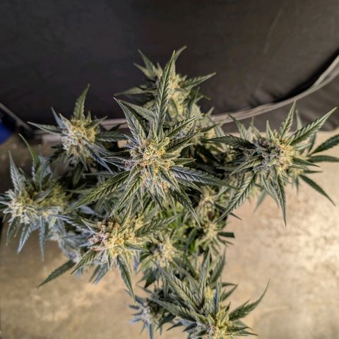 Wedding Cake Auto  growlog timeline photo