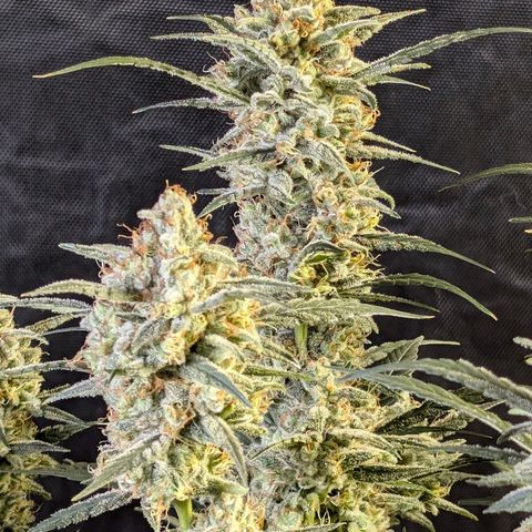Wedding Cake Auto  growlog timeline photo