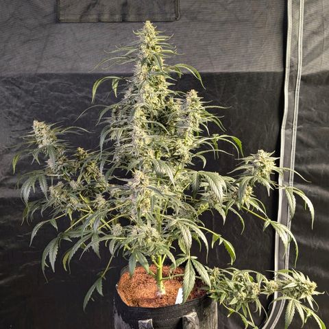 Powndtown growlog timeline photo