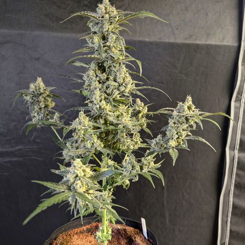 Original Jack Herer Auto  growlog timeline photo