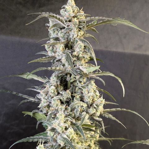 Original Jack Herer Auto  growlog timeline photo