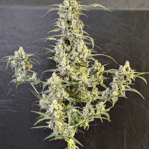 Original Jack Herer Auto  growlog timeline photo