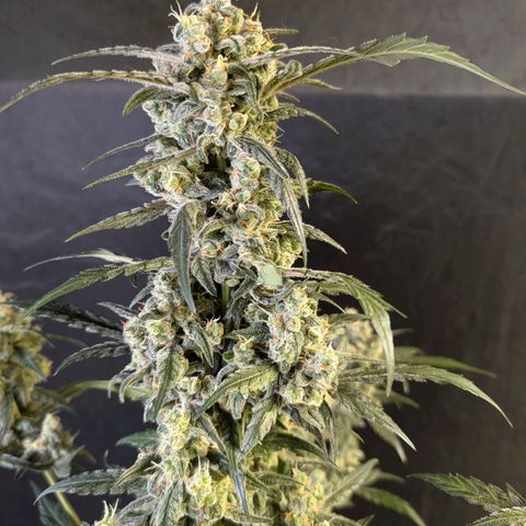 Original Jack Herer Auto  growlog timeline photo