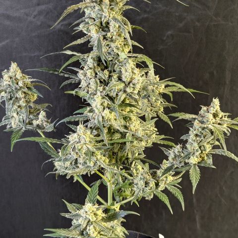 Original Jack Herer Auto  growlog timeline photo