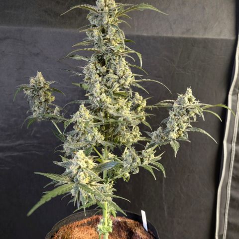 Original Jack Herer Auto  growlog timeline photo