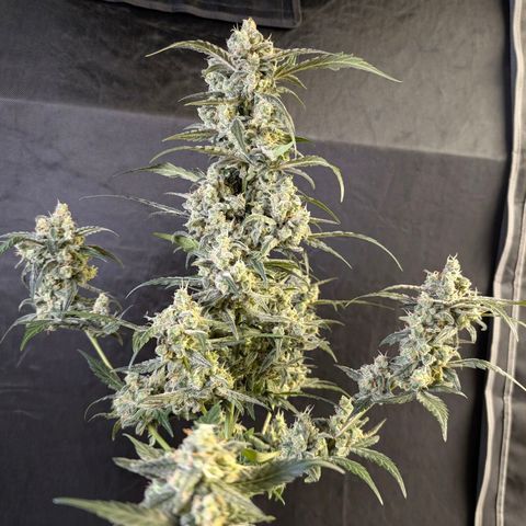 Original Jack Herer Auto  growlog timeline photo