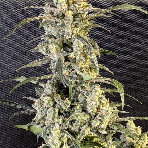Original Jack Herer Auto  growlog timeline photo