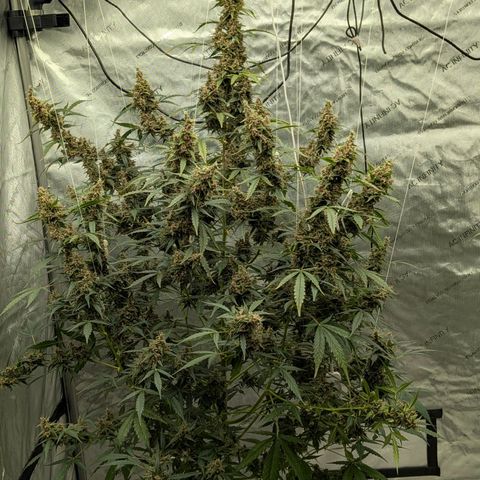 Trainwreck Auto growlog timeline photo