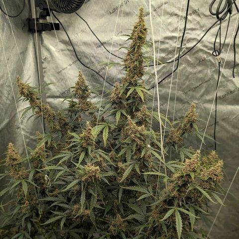 Trainwreck Auto growlog timeline photo