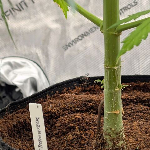 Trainwreck Auto growlog timeline photo