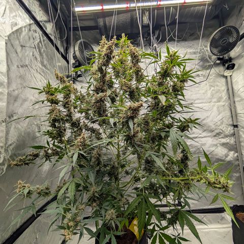 Trainwreck Auto growlog timeline photo